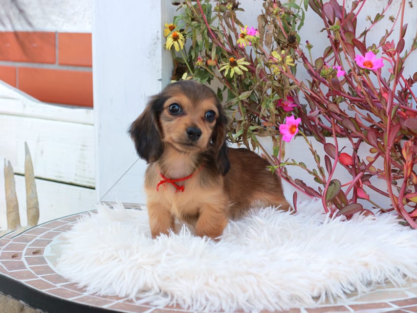 カニンヘンダックスフンド ほたる & パッションの子犬 レッド 女の子(2)Kaninchen_Dachshund_5343 カニンヘンダックスフンド ほたる & パッションの子犬 レッド 女の子(2)