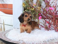 Kaninchen_Dachshund_5344