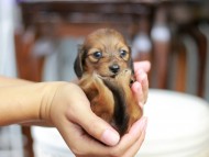 Kaninchen_Dachshund_5348