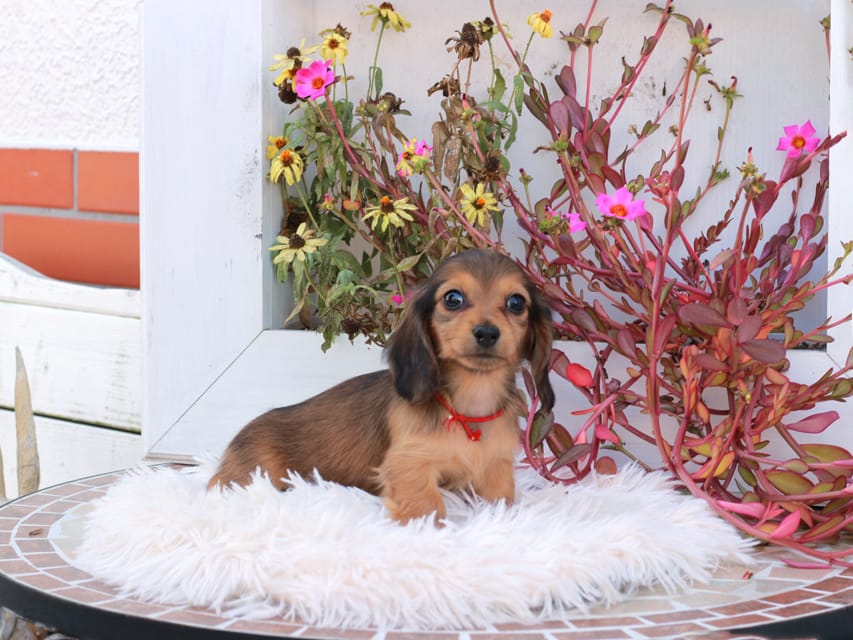 カニンヘンダックスフンド ほたる & パッションの子犬 レッド 女の子(2)Kaninchen_Dachshund_5352 カニンヘンダックスフンド ほたる & パッションの子犬 レッド 女の子(2)