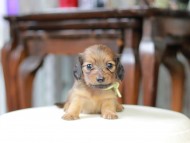 Kaninchen_Dachshund_5360 Kaninchen_Dachshund_5360