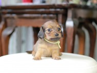Kaninchen_Dachshund_5362 Kaninchen_Dachshund_5362