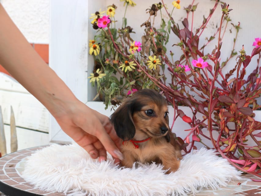 カニンヘンダックスフンド ほたる & パッションの子犬 レッド 女の子(2)Kaninchen_Dachshund_5364 カニンヘンダックスフンド ほたる & パッションの子犬 レッド 女の子(2)