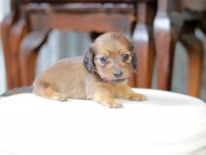 Kaninchen_Dachshund_5378 Kaninchen_Dachshund_5378