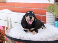 Kaninchen_Dachshund_5381