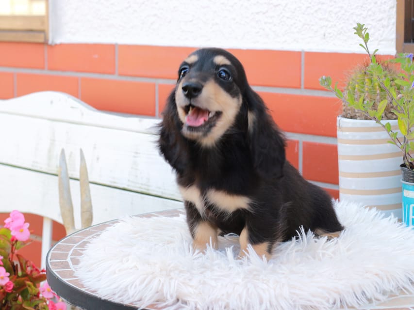 カニンヘンダックスフンド バルーン ＆ スパーキの子犬 ブラックイエロー 男の子