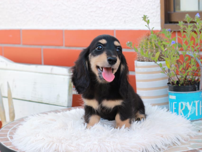 カニンヘンダックスフンド バルーン ＆ スパーキの子犬 ブラックイエロー 男の子