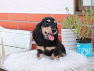 Kaninchen_Dachshund_5392