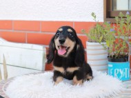 Kaninchen_Dachshund_5395