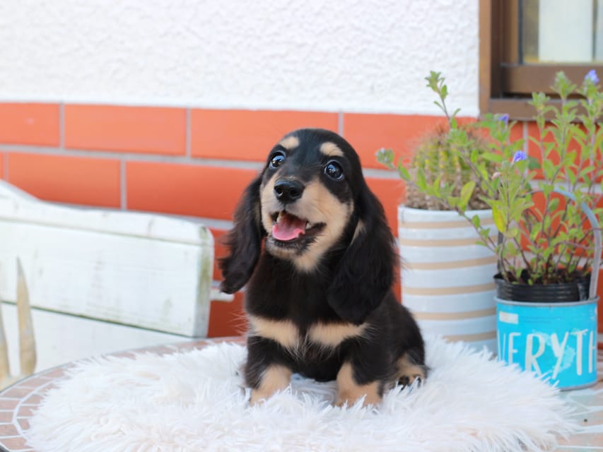 カニンヘンダックスフンド バルーン ＆ スパーキの子犬 ブラックイエロー 男の子