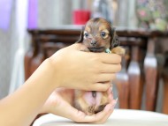 Kaninchen_Dachshund_5413