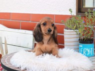 Kaninchen_Dachshund_5413 Kaninchen_Dachshund_5413