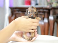 Kaninchen_Dachshund_5421