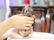 Kaninchen_Dachshund_5423