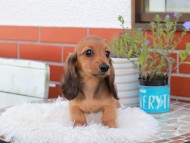 Kaninchen_Dachshund_5424 Kaninchen_Dachshund_5424