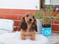 Kaninchen_Dachshund_5428 Kaninchen_Dachshund_5428