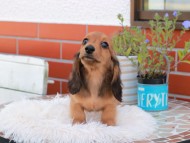 Kaninchen_Dachshund_5430 Kaninchen_Dachshund_5430