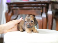 Kaninchen_Dachshund_5438