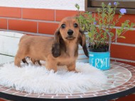 Kaninchen_Dachshund_5439 Kaninchen_Dachshund_5439