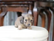 Kaninchen_Dachshund_5454