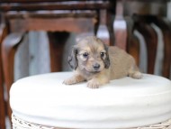 Kaninchen_Dachshund_5468