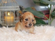 Kaninchen_Dachshund_5469 Kaninchen_Dachshund_5469