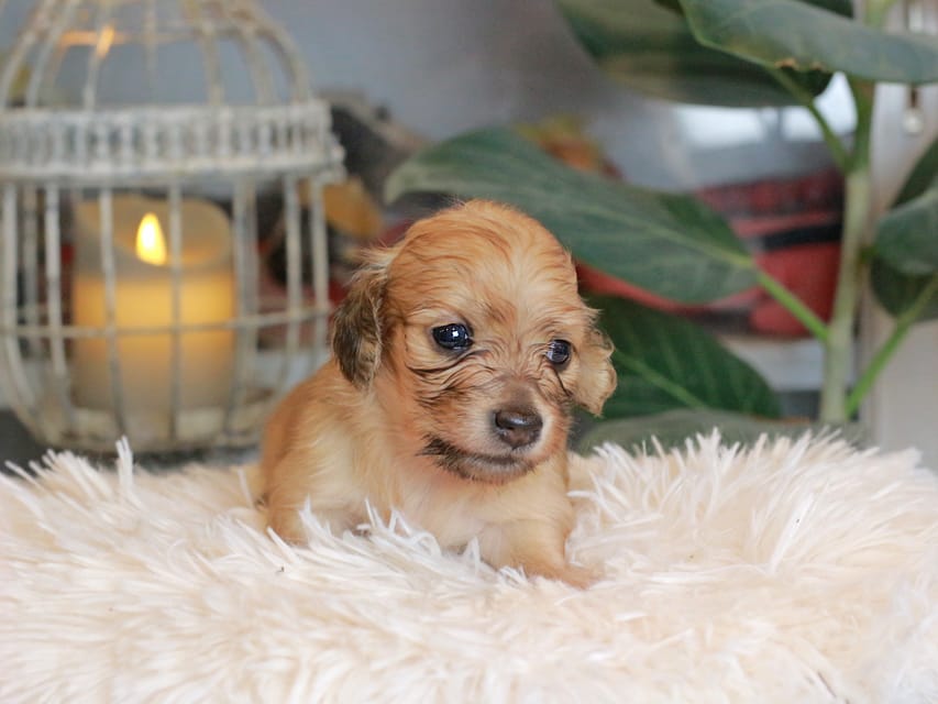 カニンヘン ダックスフンド ナビ & ジルベールの子犬 イエロー 男の子(1)Kaninchen_Dachshund_5469 カニンヘンダックスフンド バルーン & スパーキの子犬 イエロー 男の子(1)