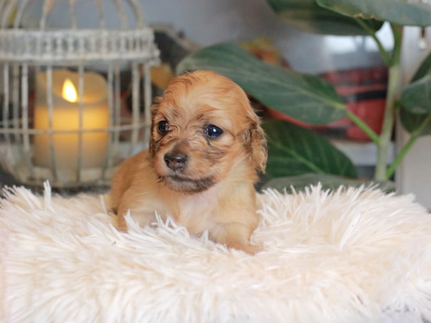 カニンヘン ダックスフンド ナビ & ジルベールの子犬 イエロー 男の子(1)Kaninchen_Dachshund_5470 カニンヘンダックスフンド バルーン & スパーキの子犬 イエロー 男の子(1)