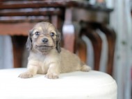 Kaninchen_Dachshund_5490 Kaninchen_Dachshund_5490