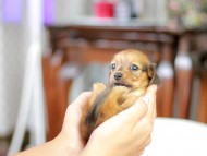 Kaninchen_Dachshund_5498