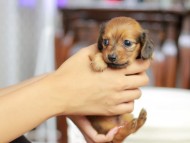 Kaninchen_Dachshund_5503