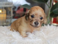 Kaninchen_Dachshund_5515 Kaninchen_Dachshund_5515