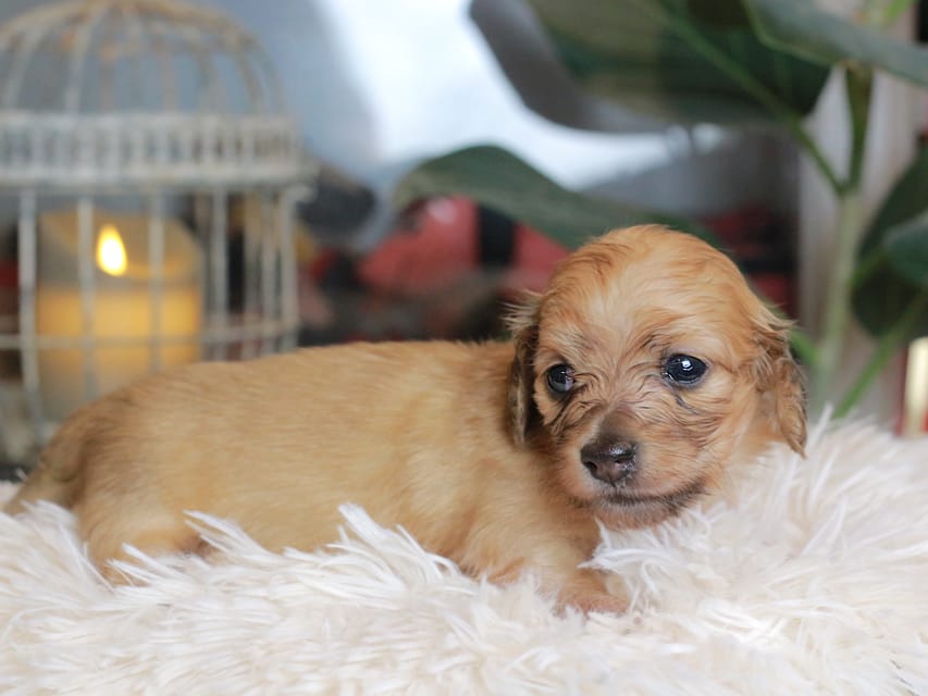 カニンヘン ダックスフンド ナビ & ジルベールの子犬 イエロー 男の子(1)Kaninchen_Dachshund_5536 カニンヘンダックスフンド バルーン & スパーキの子犬 イエロー 男の子(1)