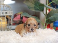 Kaninchen_Dachshund_5561 Kaninchen_Dachshund_5561