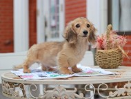 Kaninchen_Dachshund_5566