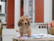 Kaninchen_Dachshund_5569