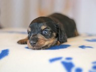 Kaninchen_Dachshund_5570 Kaninchen_Dachshund_5570
