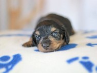 Kaninchen_Dachshund_5571 Kaninchen_Dachshund_5571