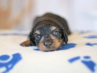 Kaninchen_Dachshund_5573 Kaninchen_Dachshund_5573
