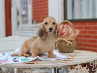 Kaninchen_Dachshund_5579