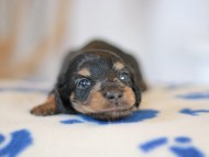 Kaninchen_Dachshund_5583 Kaninchen_Dachshund_5583