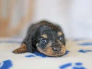 Kaninchen_Dachshund_5584