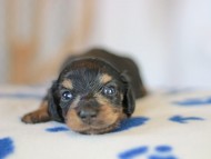 Kaninchen_Dachshund_5585 Kaninchen_Dachshund_5585