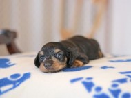 Kaninchen_Dachshund_5586