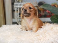 Kaninchen_Dachshund_5586 Kaninchen_Dachshund_5586