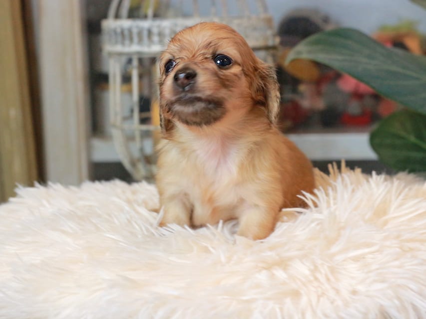 カニンヘン ダックスフンド ナビ & ジルベールの子犬 イエロー 男の子(1)Kaninchen_Dachshund_5586 カニンヘンダックスフンド バルーン & スパーキの子犬 イエロー 男の子(1)