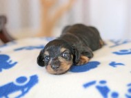 Kaninchen_Dachshund_5592