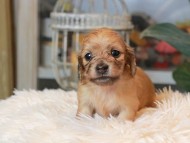 Kaninchen_Dachshund_5594 Kaninchen_Dachshund_5594