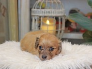 Kaninchen_Dachshund_5598 Kaninchen_Dachshund_5598