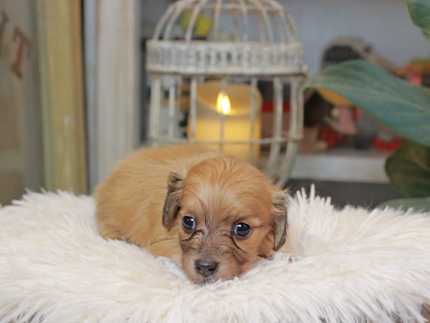 カニンヘンダックスフンド バルーン ＆ スパーキの子犬 イエロー 男の子（2）